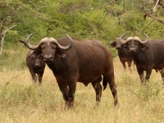 новости татарстана буйволы