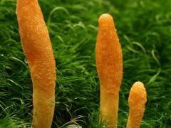 2010-08-06_Cordyceps_militaris_1