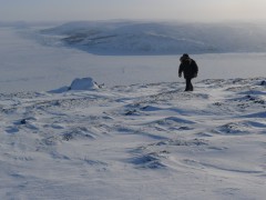 Lone_in_the_arctic_desert