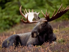 mammal-386740_640