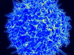 Healthy_Human_T_Cell