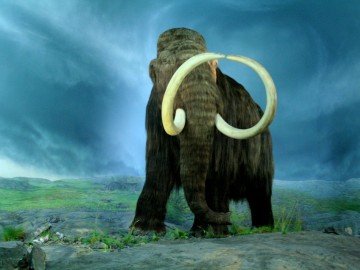 Wooly_Mammoth-RBC