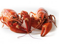 crayfish-423251_640