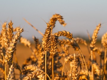 wheat-field-404142_640