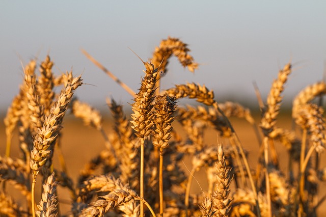 wheat-field-404142_640