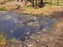 LaBreaTarPits02