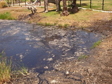 LaBreaTarPits02