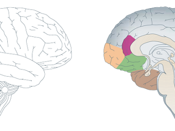 brain-150952_640
