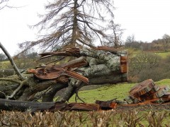 fallen-tree-247959_640