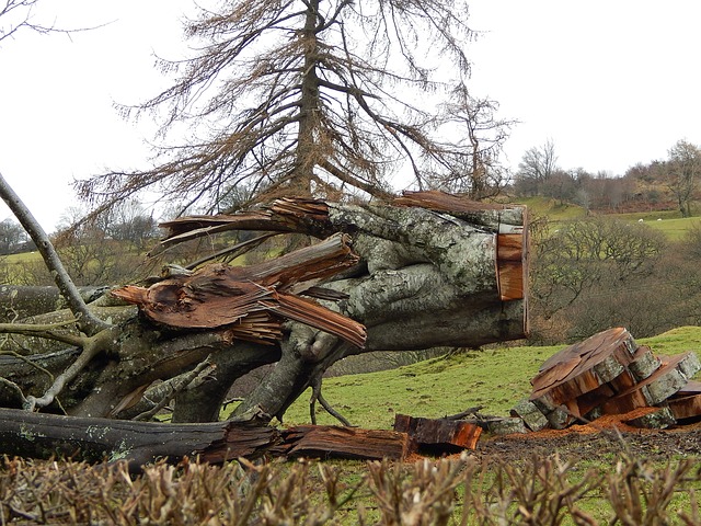 fallen-tree-247959_640