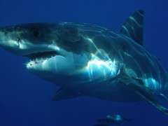 great-white-shark-398276_640