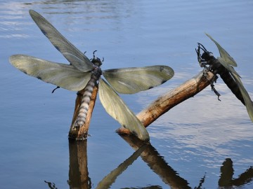 insects-218033_640