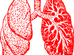 lungs-297492_640