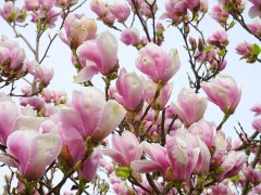 magnolia-324217_640