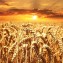 wheat-field-640960_640