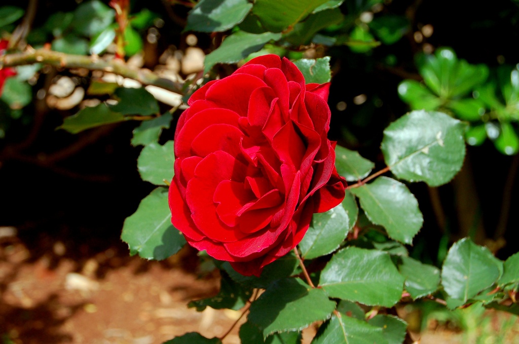 Красная_роза