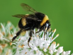 bee-535247_640