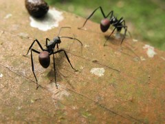 ants-694426_640