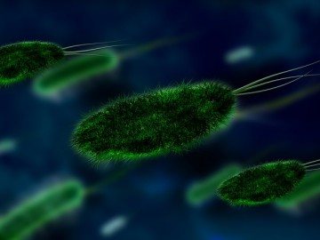 bacteria-106583_640