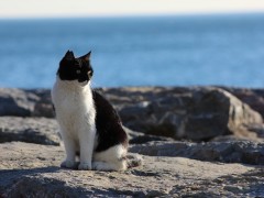 cat-437295_640