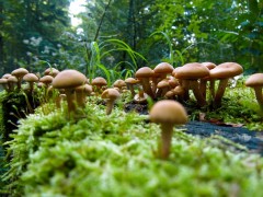 mushrooms-57856_640