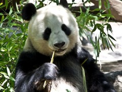 panda-214260_640