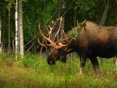 alaska-79858_640