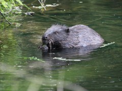 beaver-803910_640