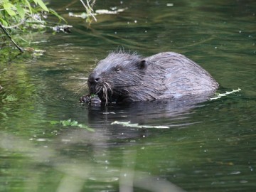 beaver-803910_640