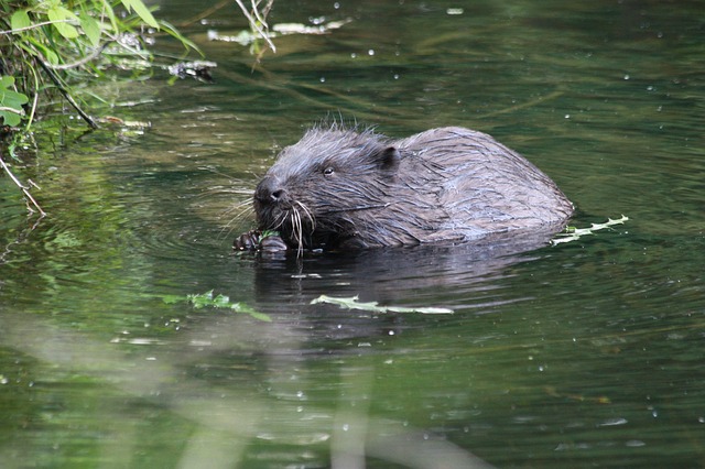 beaver-803910_640