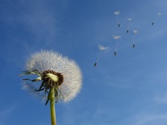 dandelion-463928_640