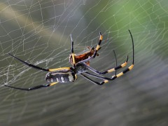 golden-orb-spider-281142_640