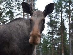 moose-568475_640