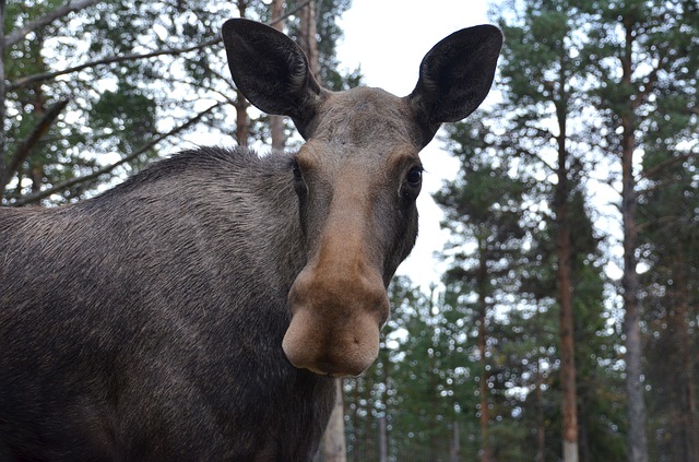 moose-568475_640