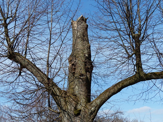 tree-100404_640