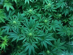 marijuana-1114713_960_720